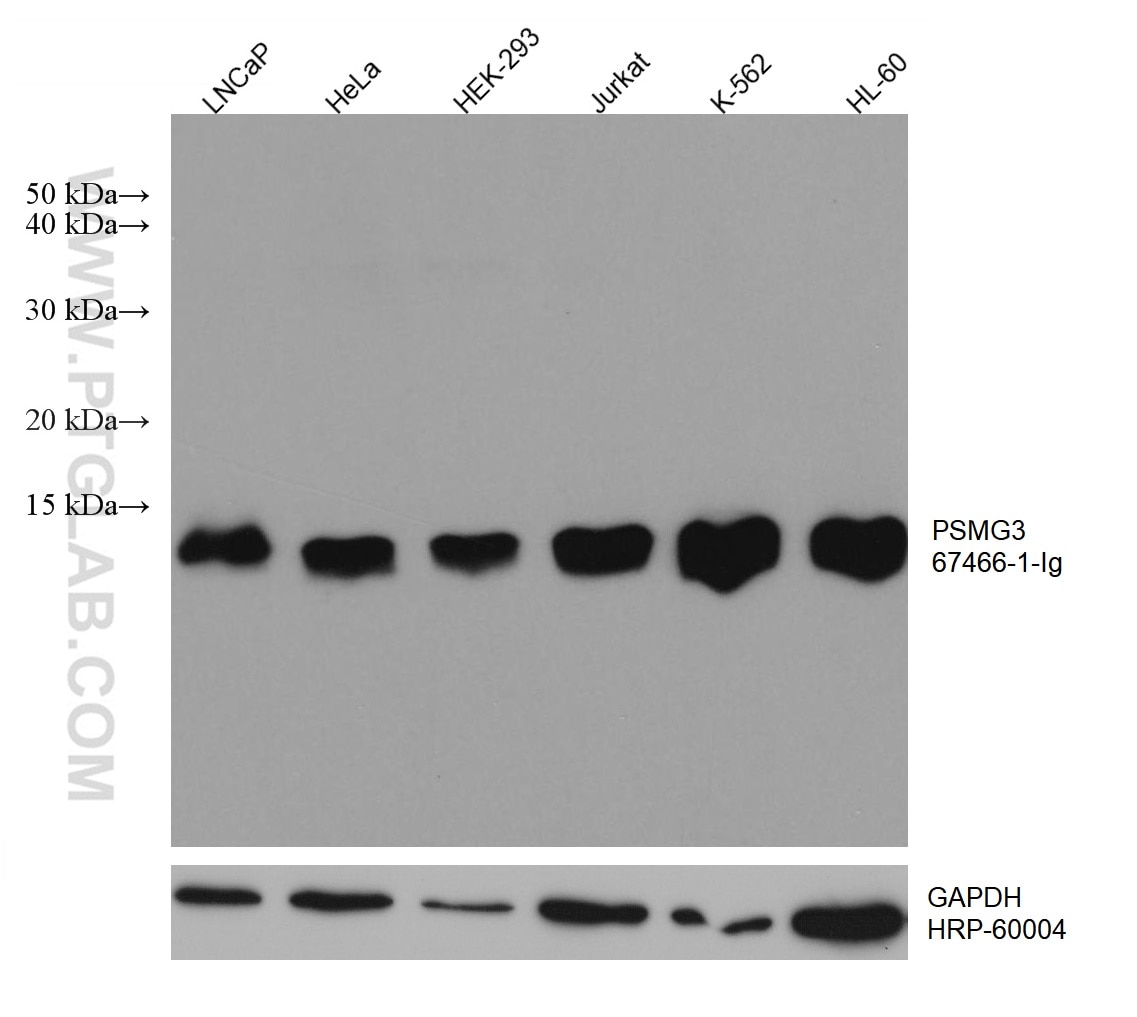 Western Blot (WB) analysis of various lysates using PSMG3 Monoclonal antibody (67466-1-Ig)