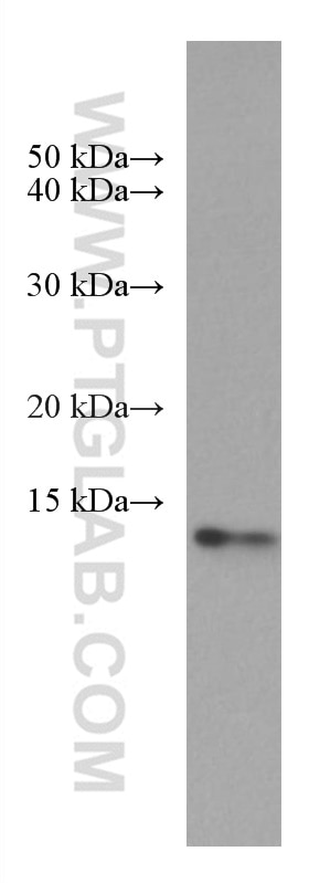 Western Blot (WB) analysis of A549 cells using PSMG3 Monoclonal antibody (67466-1-Ig)