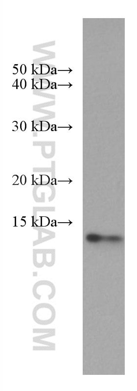 WB analysis of A549 using 67466-1-Ig