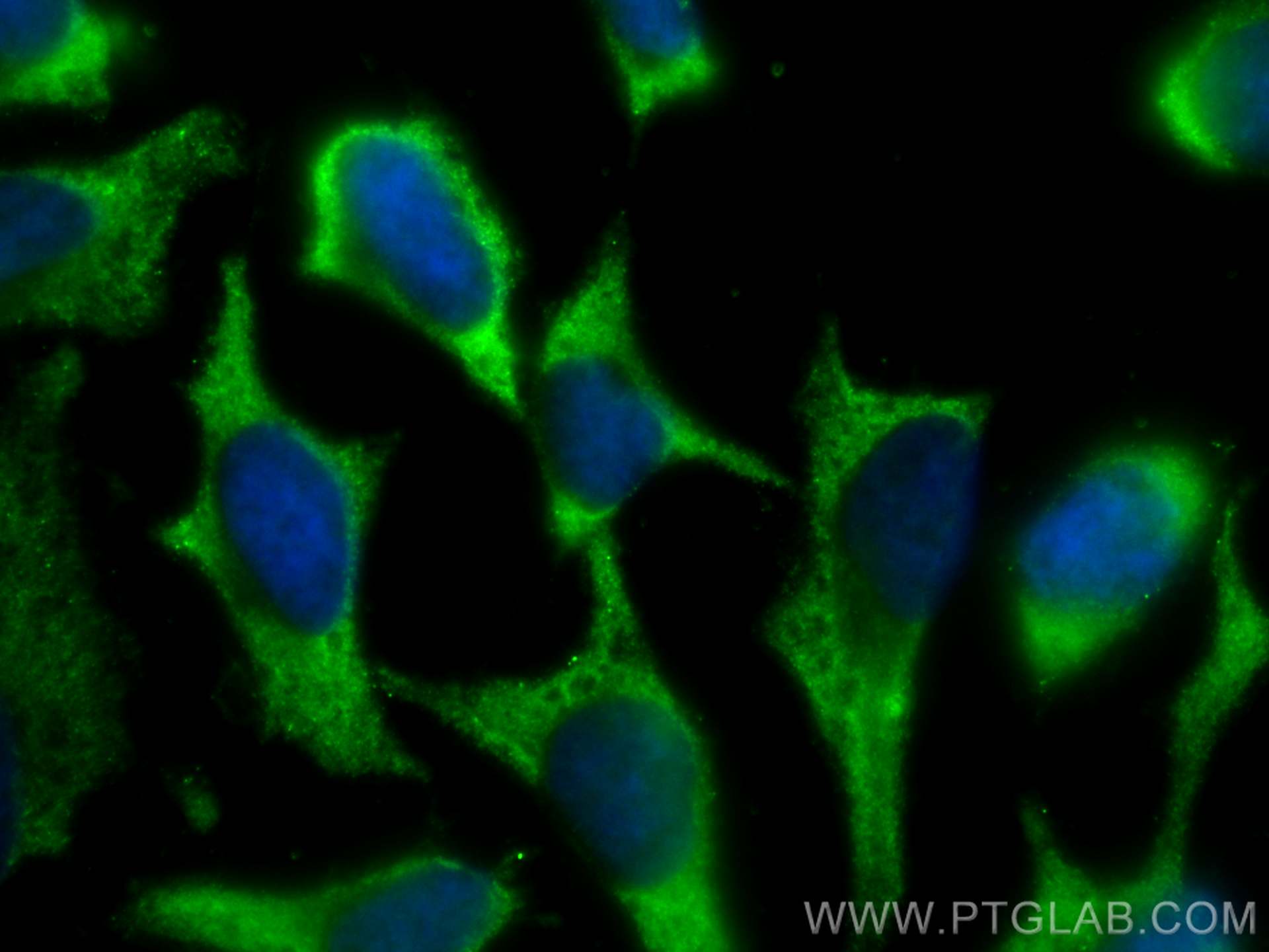 IF Staining of HeLa using CL488-67466