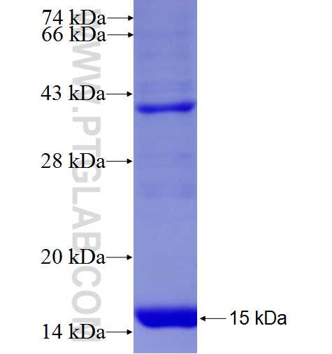 PSMG3 fusion protein Ag8384 SDS-PAGE