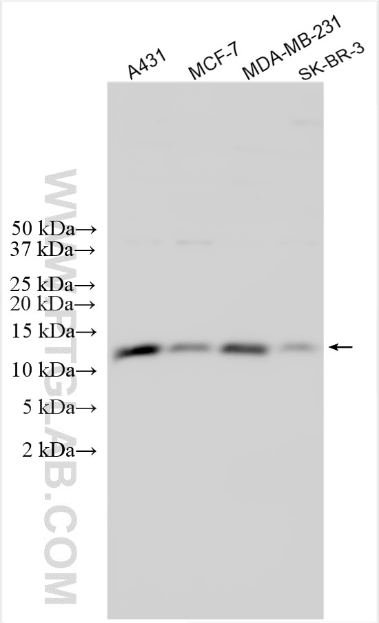 Western Blot (WB) analysis of various lysates using PSMG4 Polyclonal antibody (31201-1-AP)