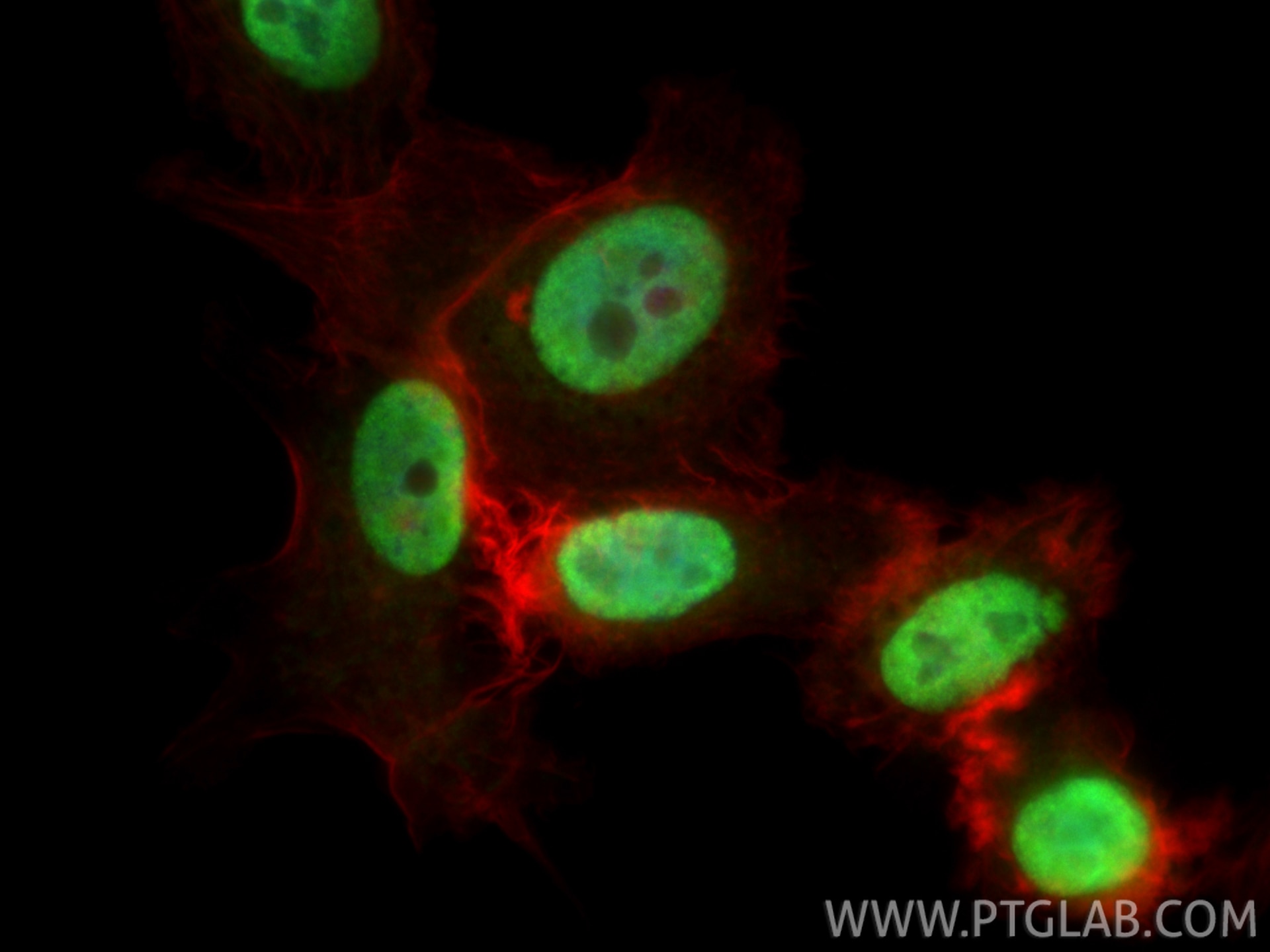 Immunofluorescence (IF) / fluorescent staining of PC-3 cells using PSPC1 Polyclonal antibody (16714-1-AP)
