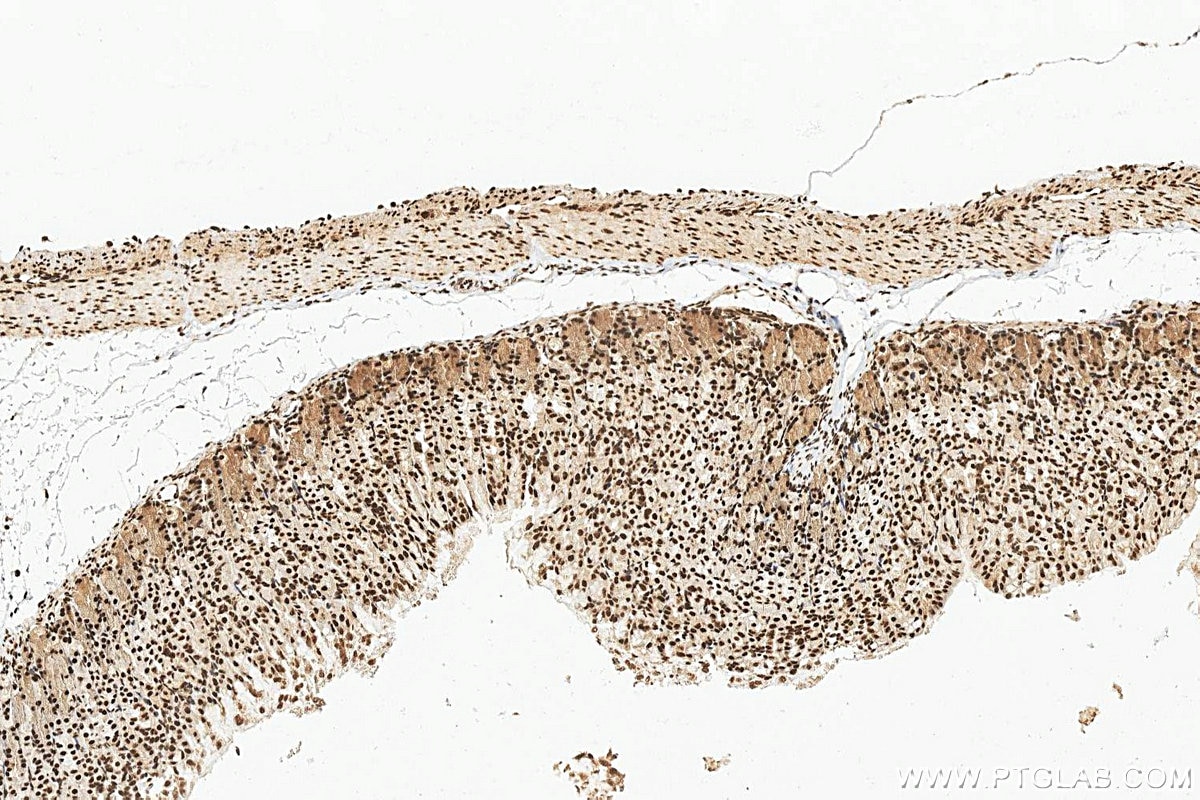 Immunohistochemistry (IHC) staining of mouse stomach tissue using PSPC1 Polyclonal antibody (16714-1-AP)