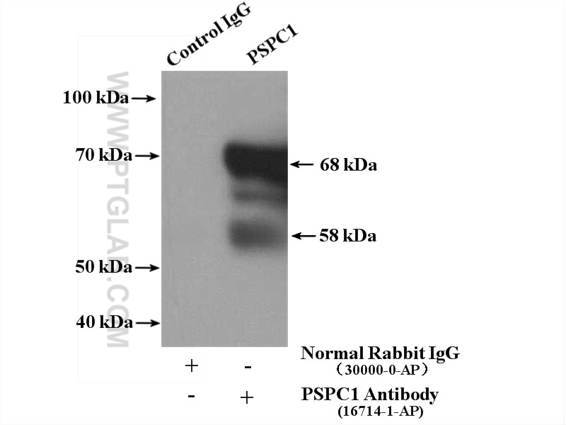 Immunoprecipitation (IP) experiment of HEK-293 cells using PSPC1 Polyclonal antibody (16714-1-AP)