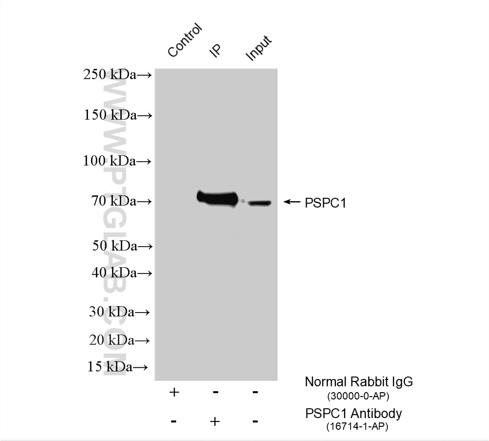 Immunoprecipitation (IP) experiment of PC-3 cells using PSPC1 Polyclonal antibody (16714-1-AP)