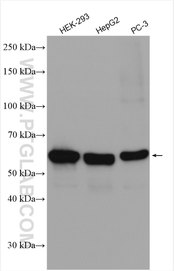 Western Blot (WB) analysis of various lysates using PSPC1 Polyclonal antibody (16714-1-AP)