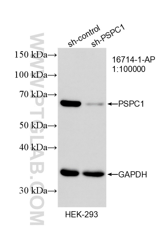 WB result of PSPC1 antibody (16714-1-AP; 1:100000; incubated at room temperature for 1.5 hours) with sh-Control and sh-PSPC1 transfected HEK-293 cells. Western Blot (WB) analysis of HEK-293 cells using PSPC1 Polyclonal antibody (16714-1-AP)