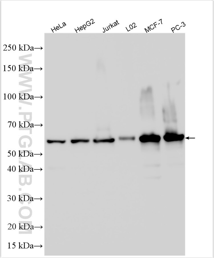 Western Blot (WB) analysis of various lysates using PSPC1 Polyclonal antibody (16714-1-AP)