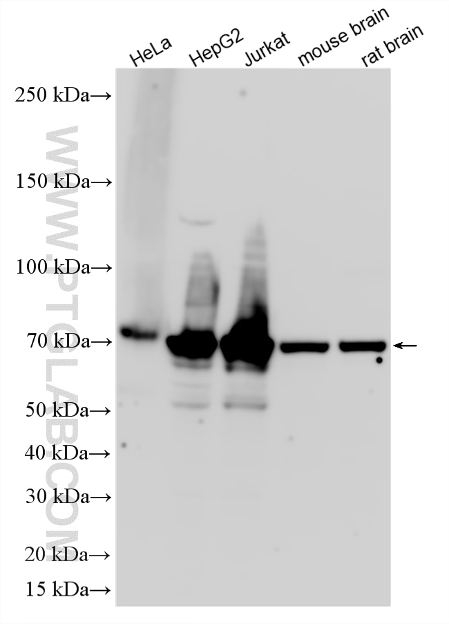 WB analysis using 16714-1-AP Western Blot (WB) analysis of various lysates using PSPC1 Polyclonal antibody (16714-1-AP)