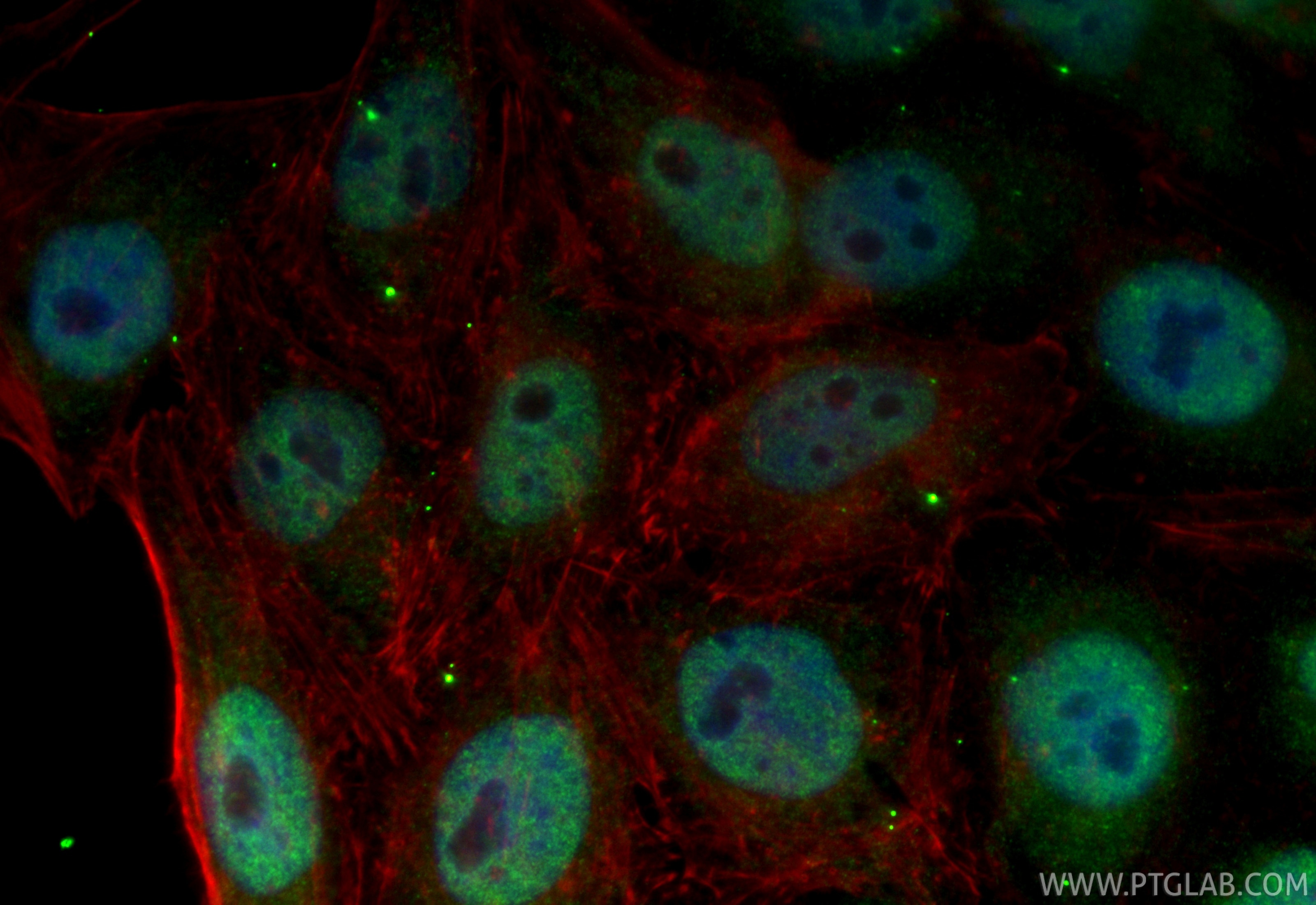 Immunofluorescence (IF) / fluorescent staining of HepG2 cells using CoraLite® Plus 488-conjugated PSPC1 Recombinant mo (CL488-84657-5)