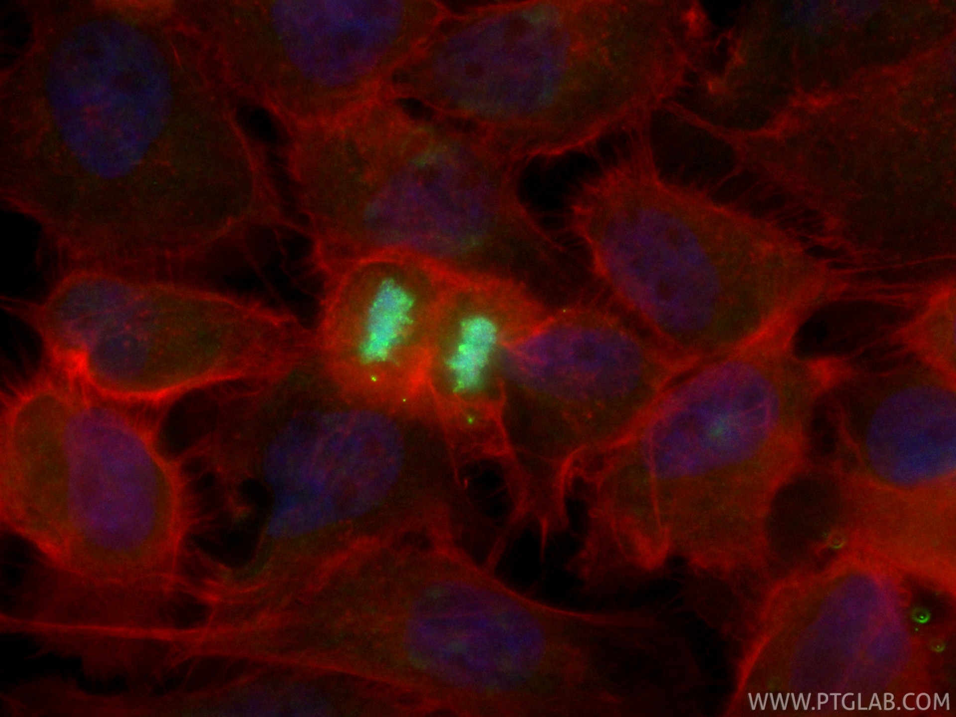Immunofluorescence (IF) / fluorescent staining of A431 cells using CoraLite® Plus 488-conjugated PSPC1 Recombinant mo (CL488-84657-5)
