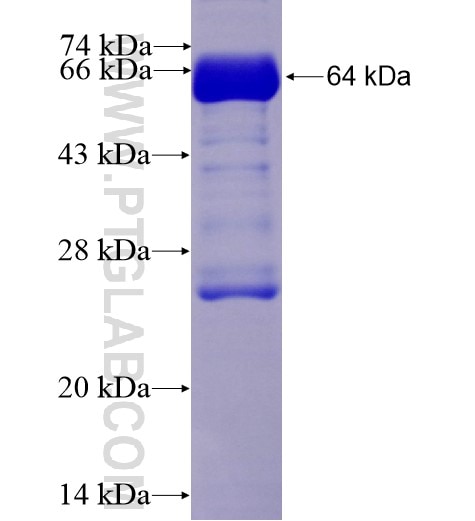 PSPC1 fusion protein Ag10136 SDS-PAGE