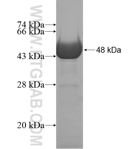 PSPC1 fusion protein Ag11135 SDS-PAGE