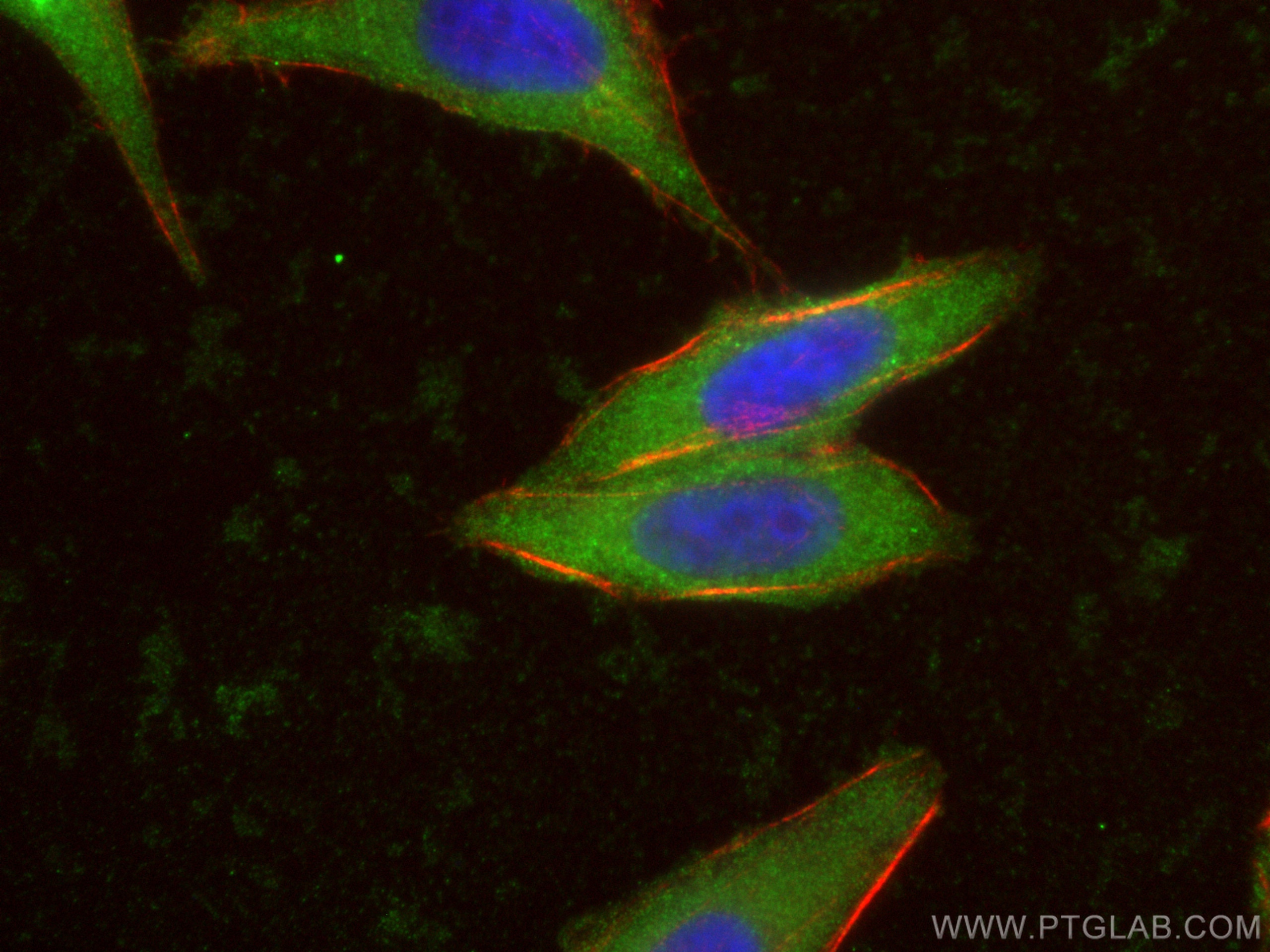 Immunofluorescence (IF) / fluorescent staining of HepG2 cells using PSPH Polyclonal antibody (14513-1-AP)