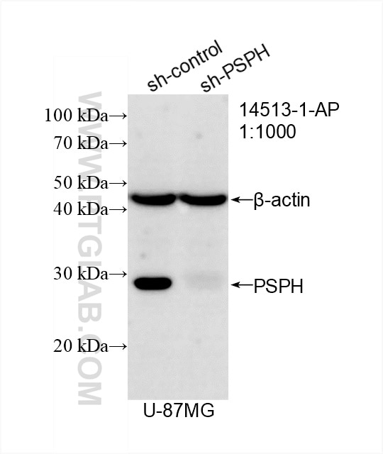 Western Blot (WB) analysis of U-87 MG cells using PSPH Polyclonal antibody (14513-1-AP)