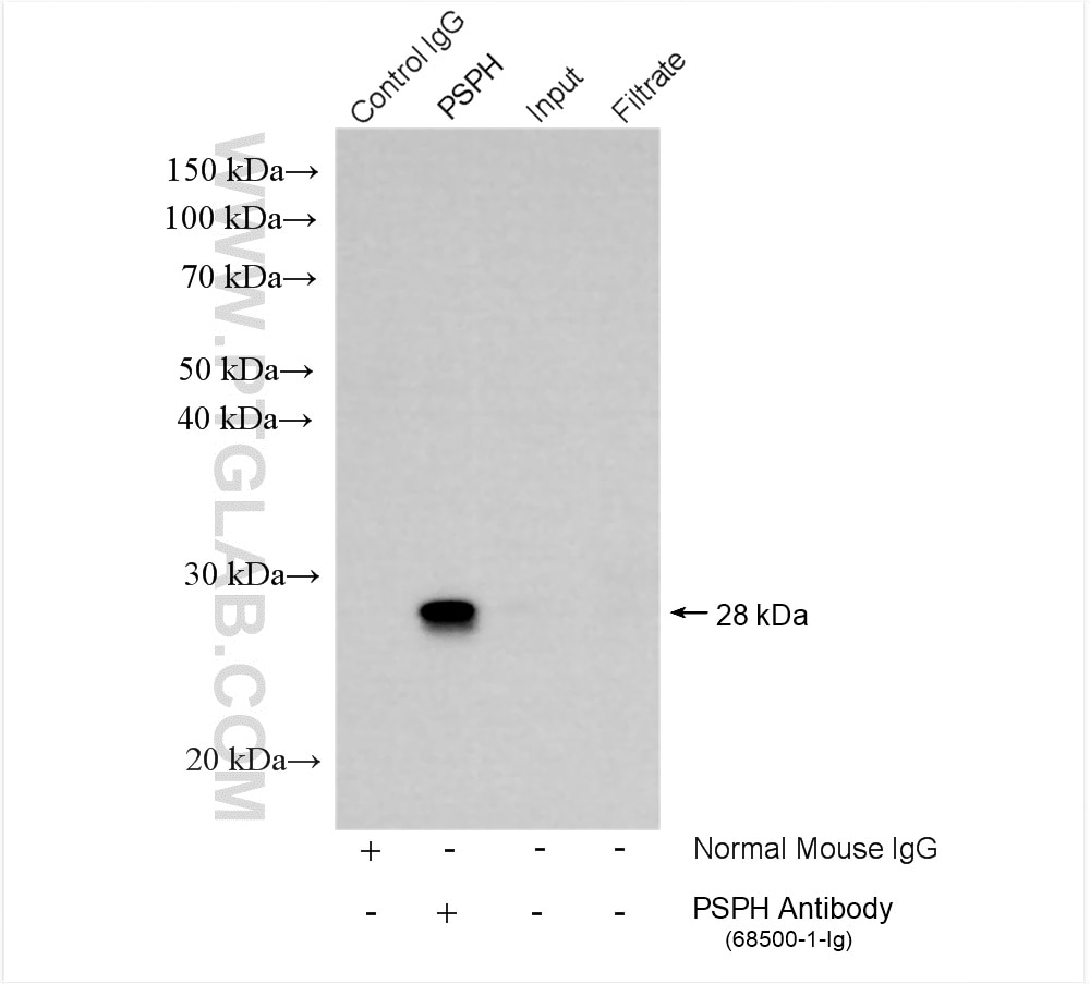 Immunoprecipitation (IP) experiment of HL-60 cells using PSPH Monoclonal antibody (68500-1-Ig)