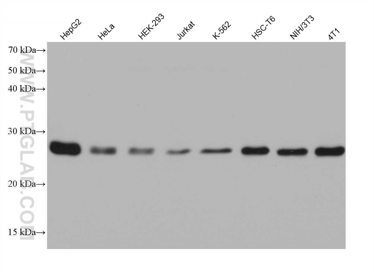 Western Blot (WB) analysis of various lysates using PSPH Monoclonal antibody (68500-1-Ig)