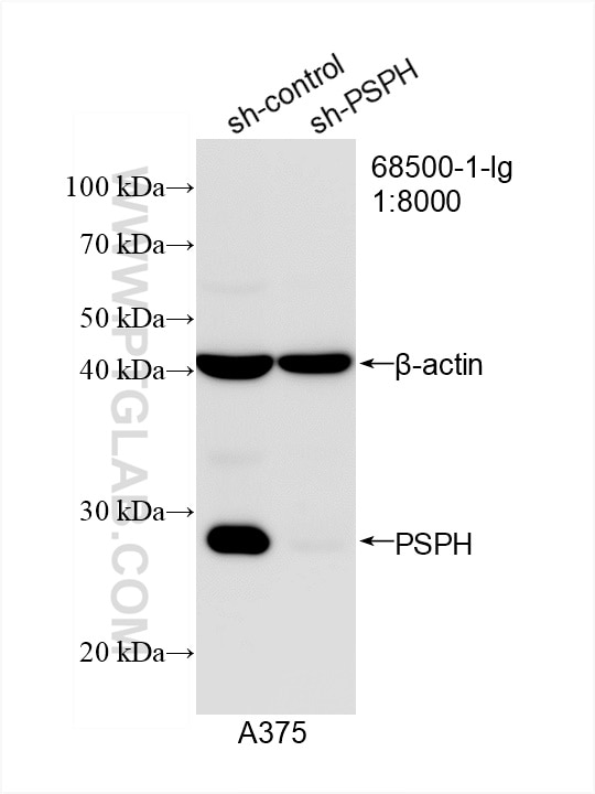 Western Blot (WB) analysis of A375 cells using PSPH Monoclonal antibody (68500-1-Ig)