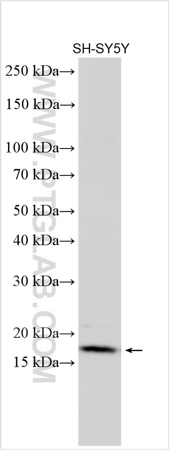 Western Blot (WB) analysis of various lysates using persephin-Specific Polyclonal antibody (19713-1-AP)