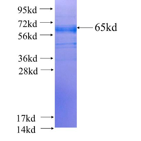 PSRC1 fusion protein Ag5971 SDS-PAGE