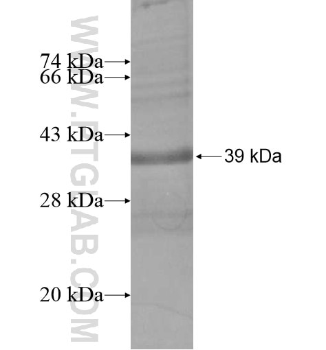 PSS2 fusion protein Ag14171 SDS-PAGE