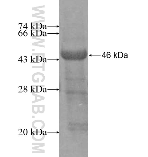 PSTK fusion protein Ag11335 SDS-PAGE