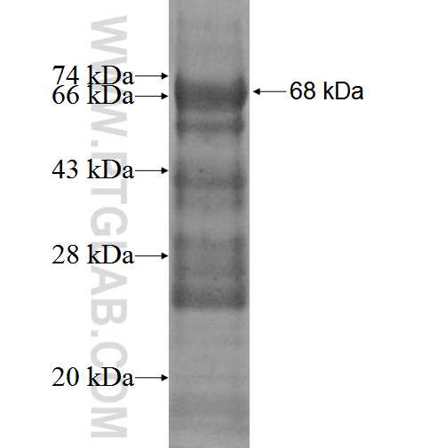 PSTPIP1 fusion protein Ag2551 SDS-PAGE