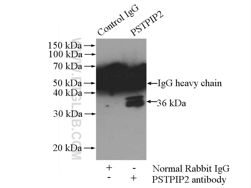 Immunoprecipitation (IP) experiment of Raji cells using PSTPIP2 Polyclonal antibody (13450-1-AP)