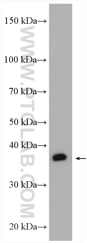 Western Blot (WB) analysis of RAW 264.7 cells using PSTPIP2 Polyclonal antibody (13450-1-AP)