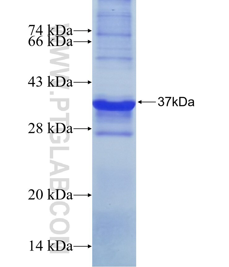 PTAFR fusion protein Ag15128 SDS-PAGE