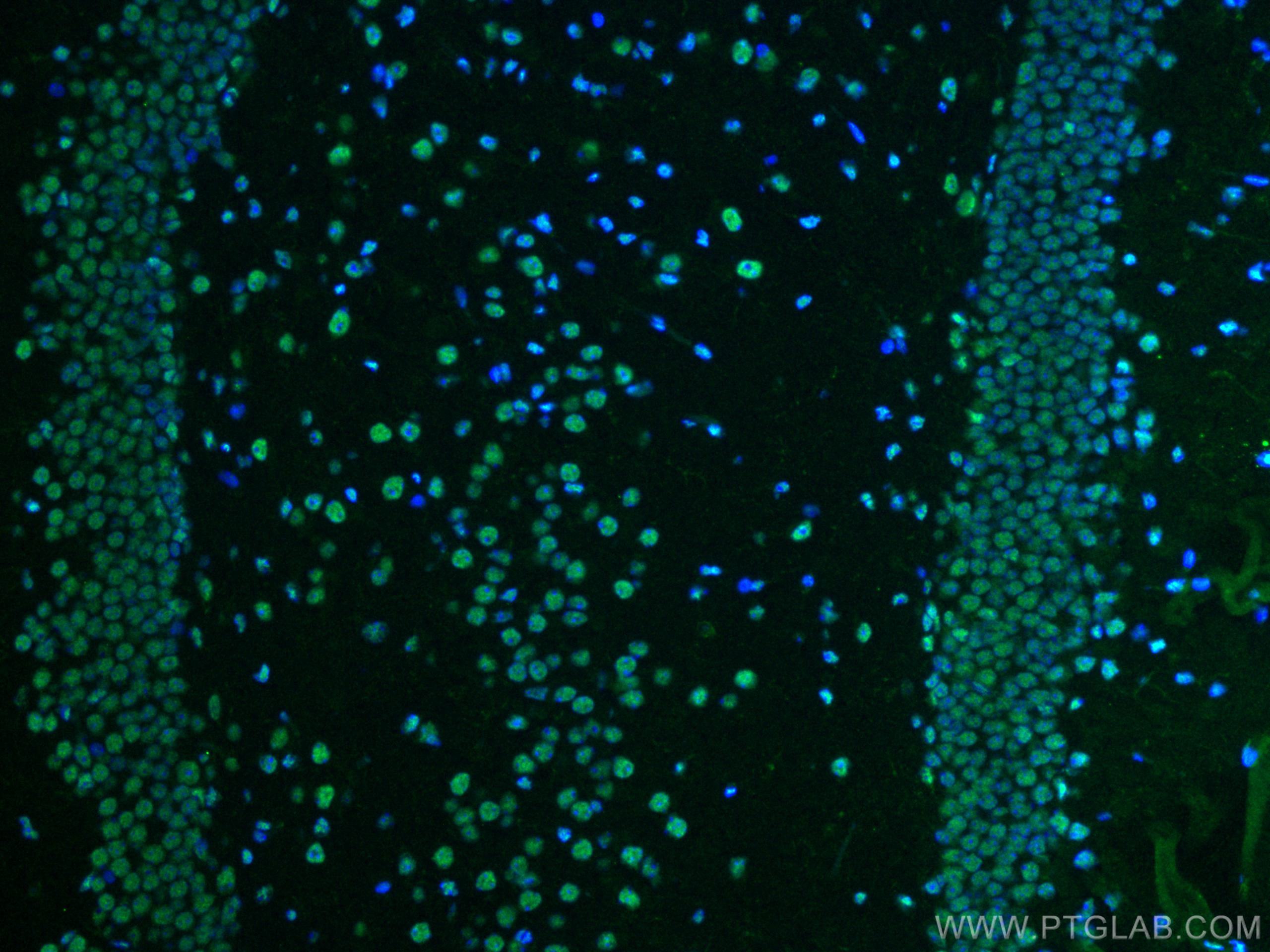 Immunofluorescence (IF) / fluorescent staining of mouse brain tissue using PTBP1 Polyclonal antibody (12582-1-AP)