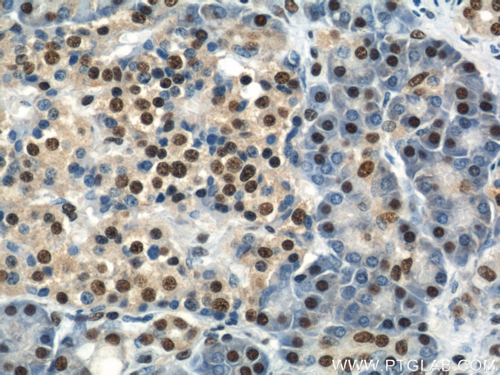 Immunohistochemistry (IHC) staining of human pancreas tissue using PTBP1 Polyclonal antibody (12582-1-AP)