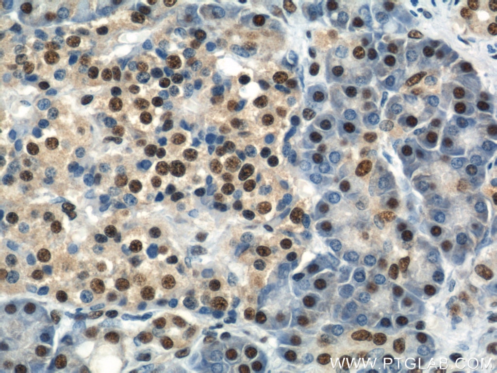 IHC staining of human pancreas using 12582-1-AP