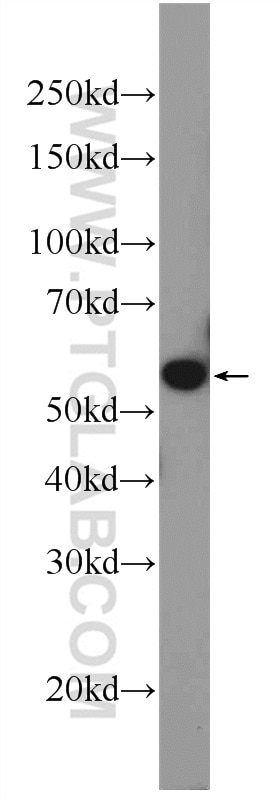 Western Blot (WB) analysis of mouse lung tissue using PTBP1 Polyclonal antibody (12582-1-AP)