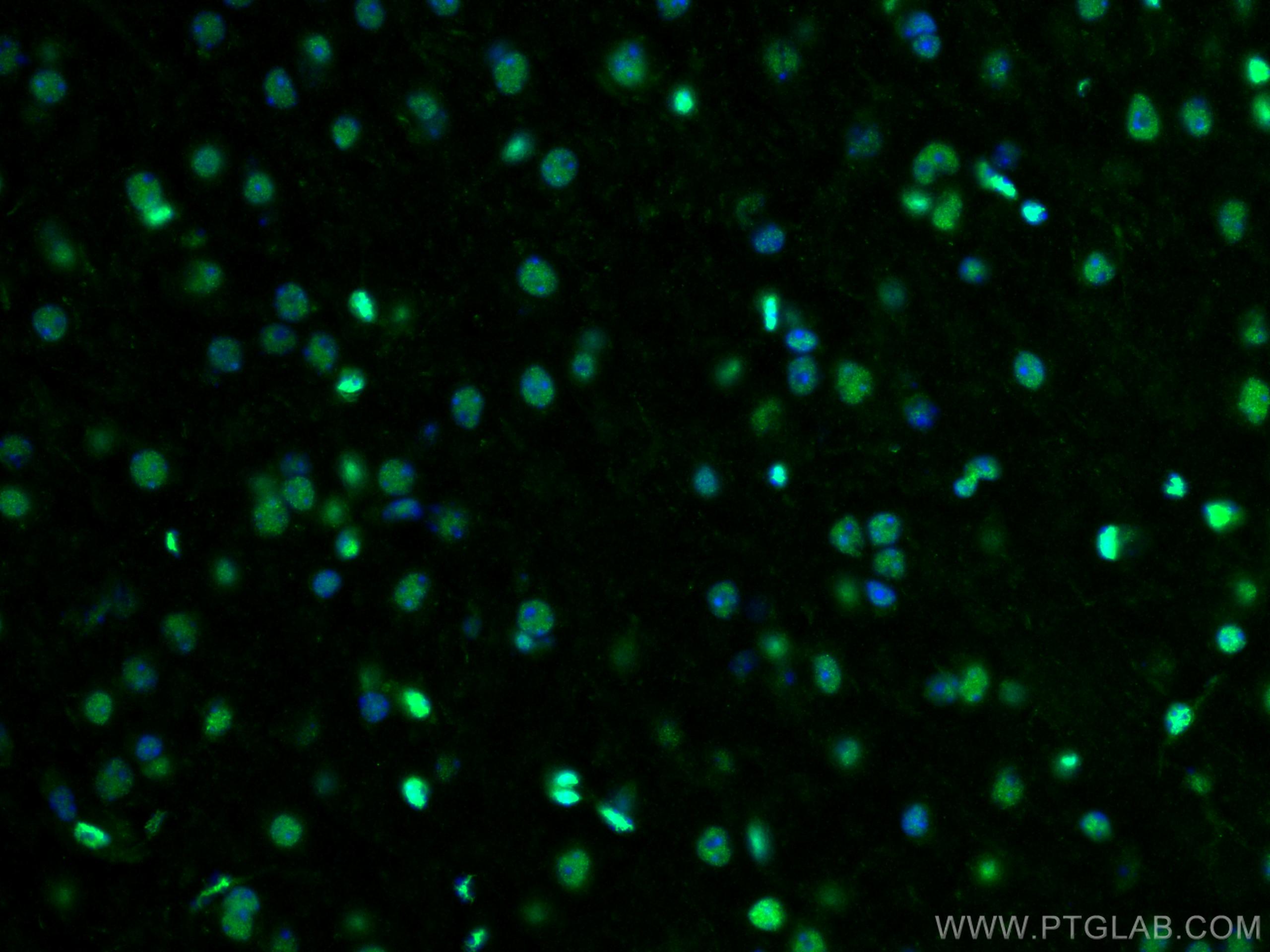 Immunofluorescence (IF) / fluorescent staining of mouse brain tissue using PTBP1 Polyclonal antibody (55181-1-AP)