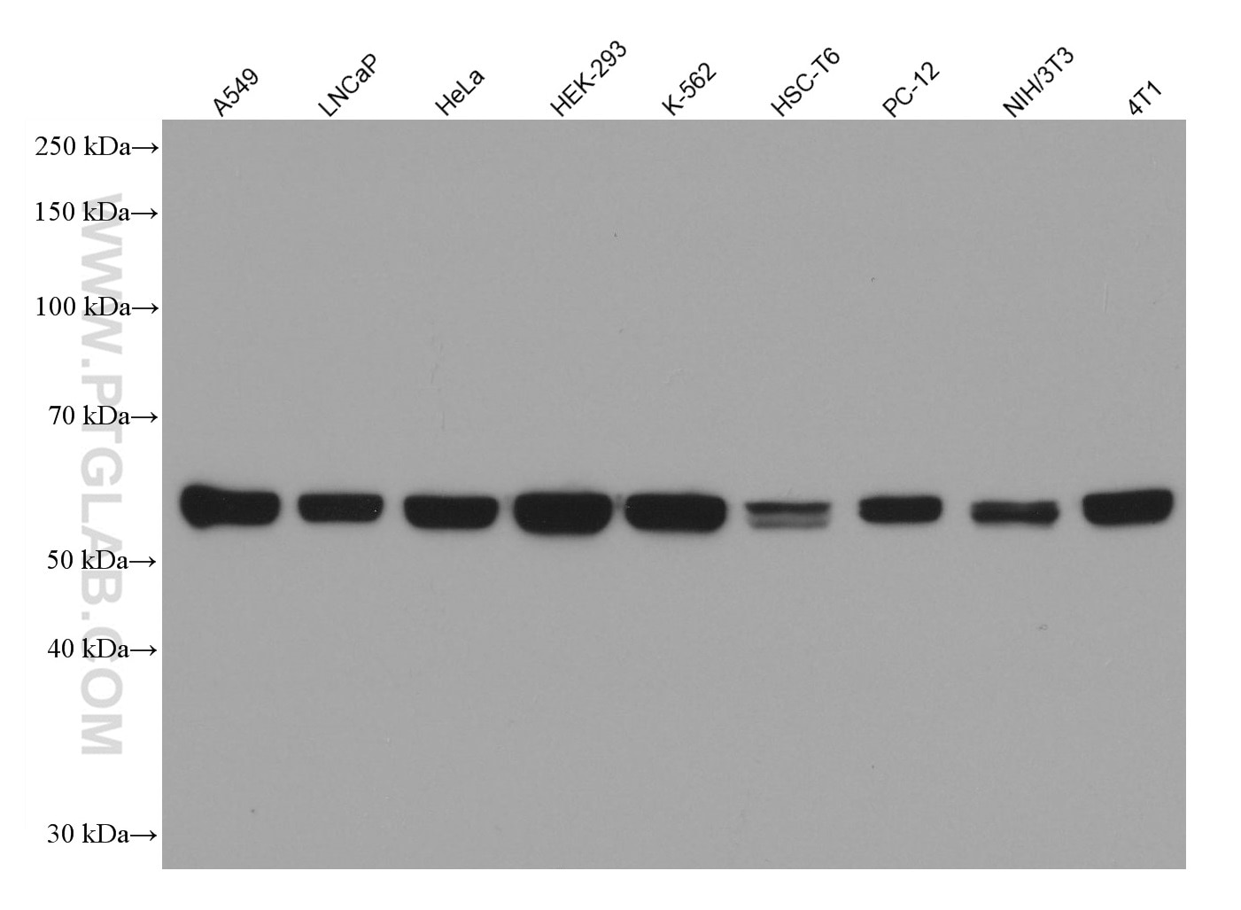 Western Blot (WB) analysis of various lysates using PTBP1 Monoclonal antibody (67462-1-Ig)