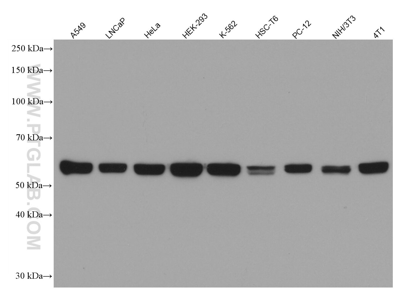 Western Blot (WB) analysis of various lysates using PTBP1 Monoclonal antibody (67462-1-Ig)