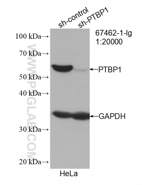 Western Blot (WB) analysis of HeLa cells using PTBP1 Monoclonal antibody (67462-1-Ig)