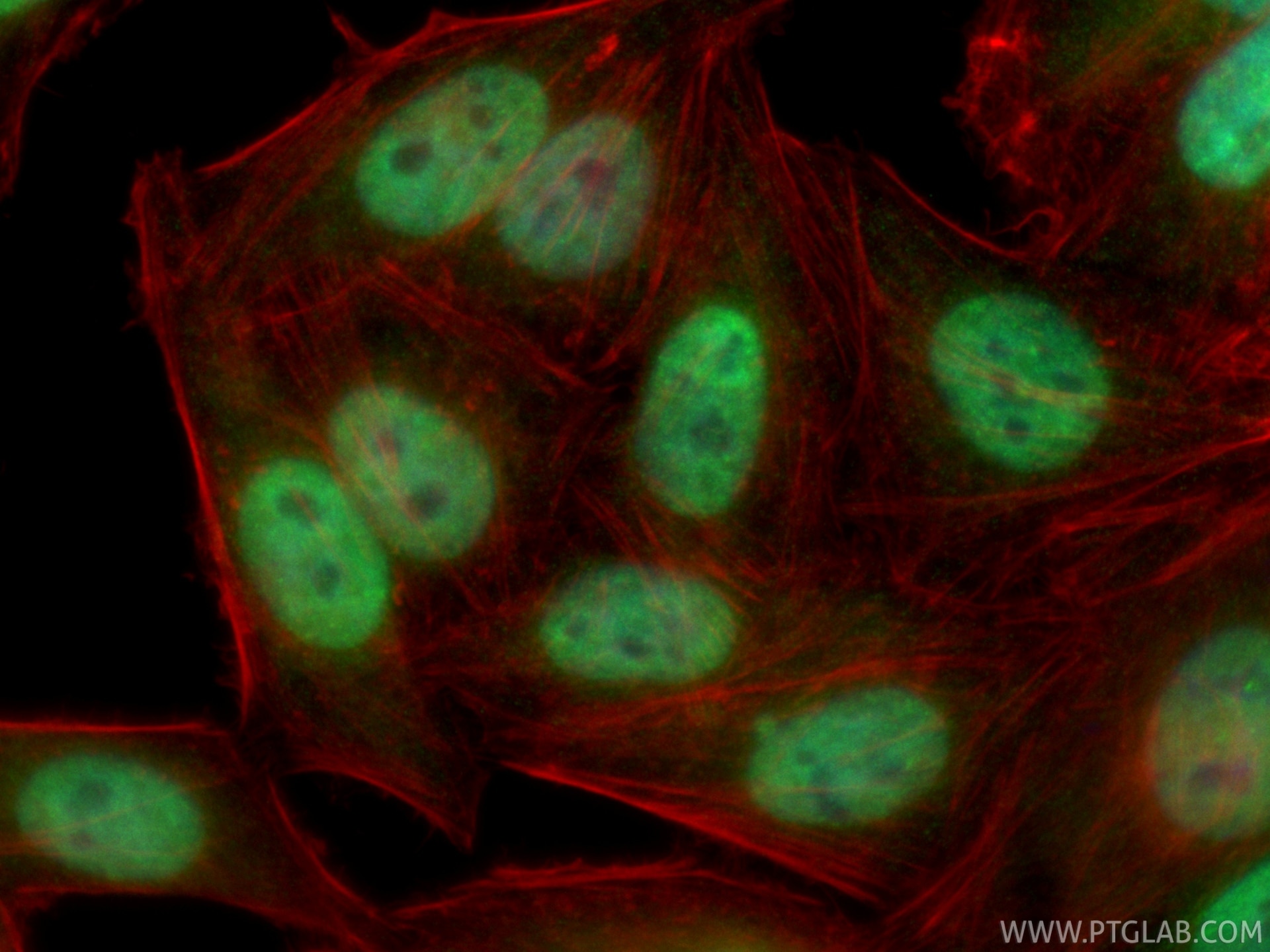 IF Staining of HepG2 using CL488-67462 Immunofluorescence (IF) / fluorescent staining of HepG2 cells using CoraLite® Plus 488-conjugated PTBP1 Monoclonal ant (CL488-67462)