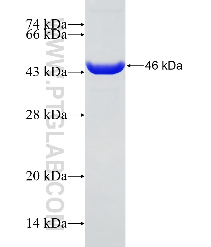 PTBP1 fusion protein Ag28404 SDS-PAGE