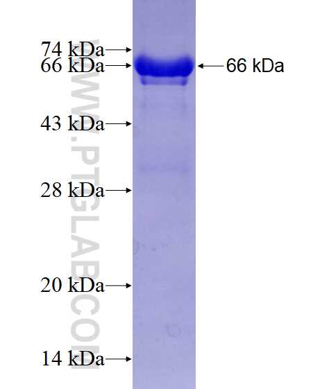 PTBP1 fusion protein Ag3277 SDS-PAGE