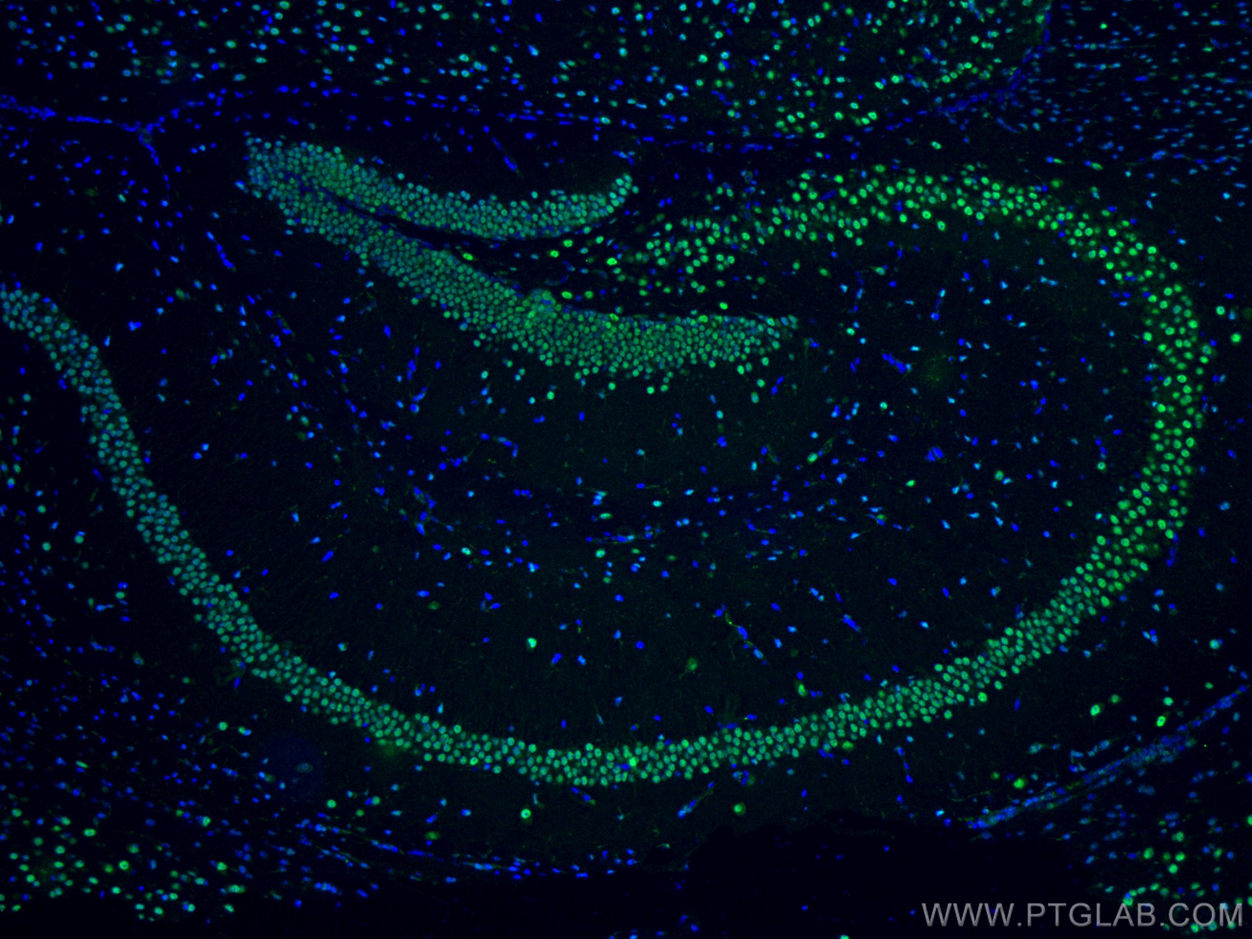 Immunofluorescence (IF) / fluorescent staining of mouse brain tissue using PTBP2 Polyclonal antibody (55186-1-AP)