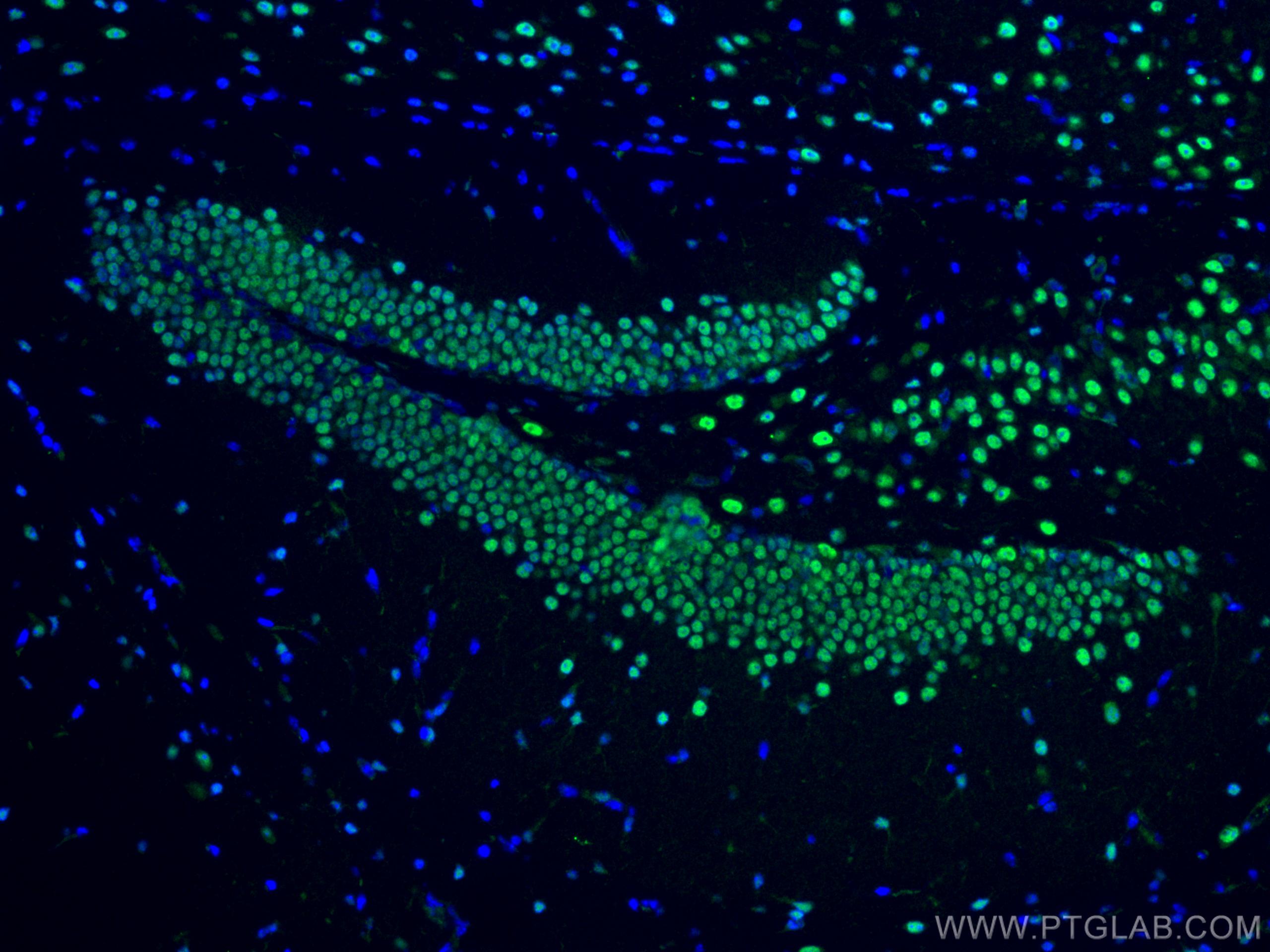 Immunofluorescence (IF) / fluorescent staining of mouse brain tissue using PTBP2 Polyclonal antibody (55186-1-AP)