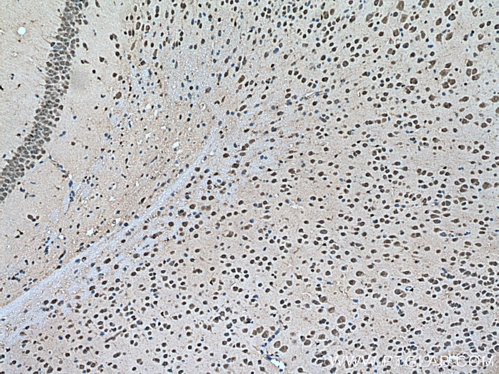 IHC staining of mouse brain using 55186-1-AP