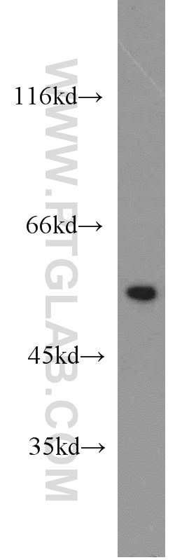 Western Blot (WB) analysis of mouse heart tissue using PTBP2 Polyclonal antibody (55186-1-AP)