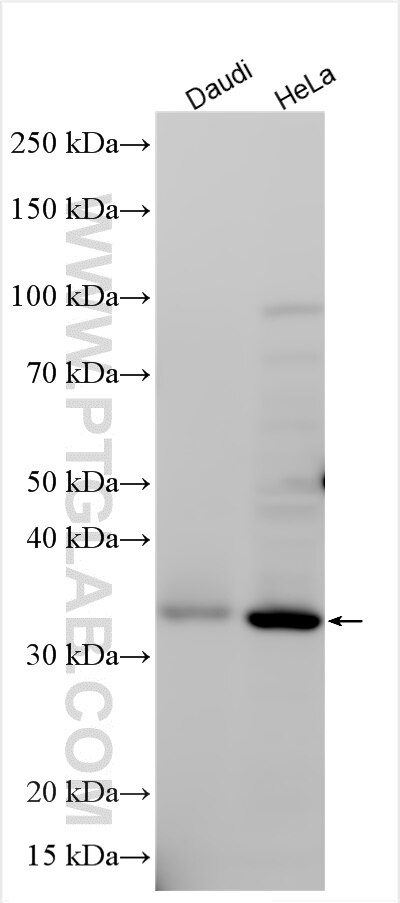 Western Blot (WB) analysis of various lysates using PTCD2 Polyclonal antibody (26473-1-AP)