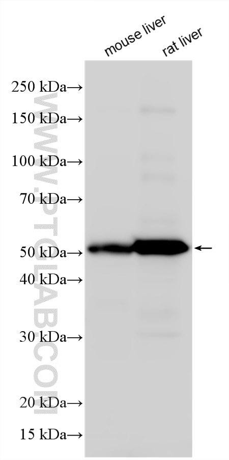 Western Blot (WB) analysis of various lysates using PTCD2 Polyclonal antibody (26473-1-AP)