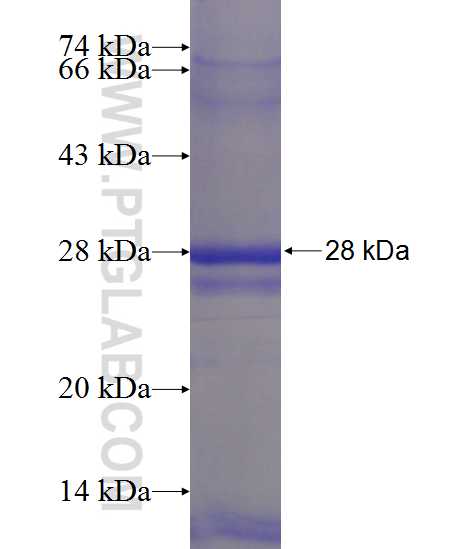 PTCD2 fusion protein Ag23945 SDS-PAGE