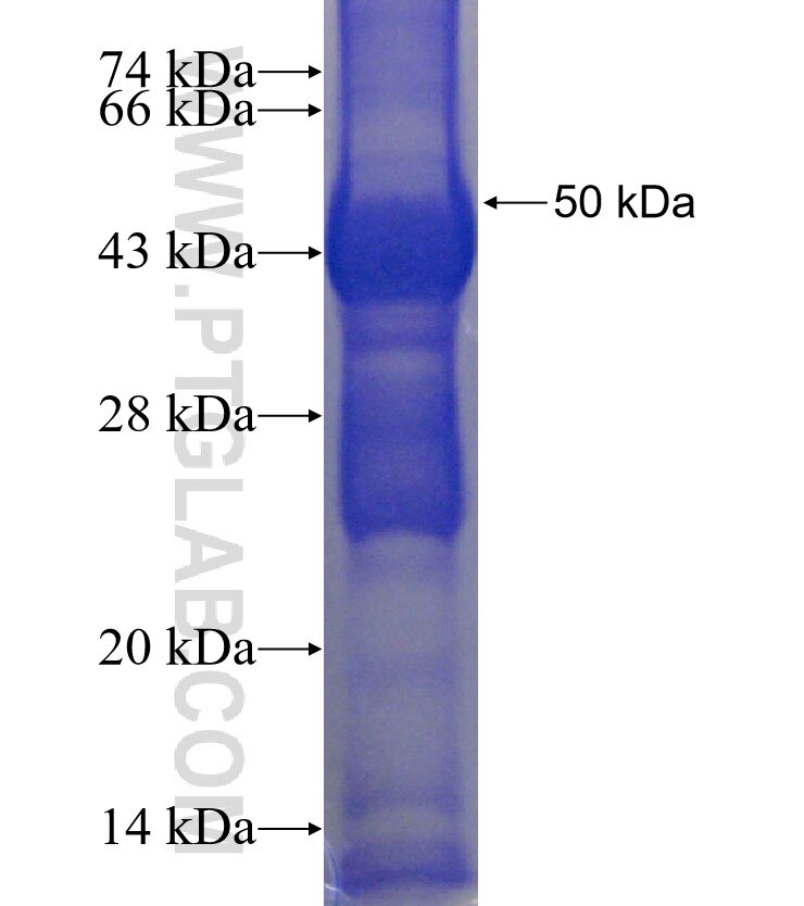 PTCD2 fusion protein Ag24115 SDS-PAGE